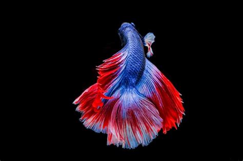 rosetail images    freepik