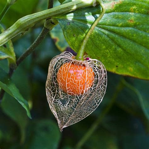 Chinese Lantern Plant Flower