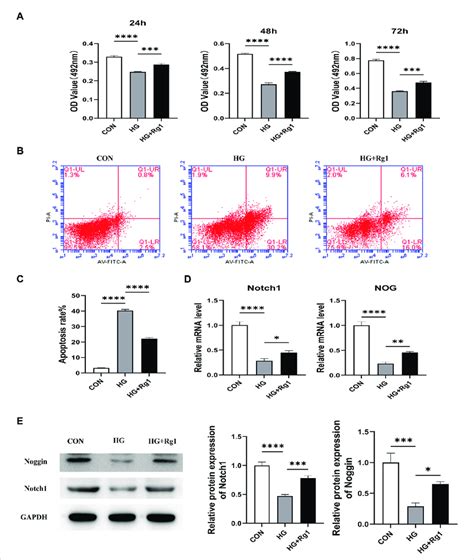 Ginsenoside Rg1 Promotes The Proliferation Of Huvecs And Their