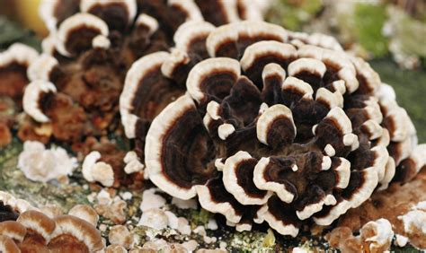 How To Grow Turkey Tail Mushrooms The Ultimate Guide GroCycle