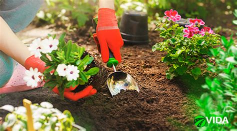 Veja Essas Dicas Essenciais Para Cuidar Do Seu Jardim Em Casa Vida No