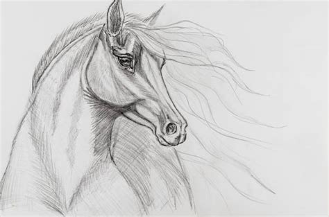 Horse Eye Pencil Drawing