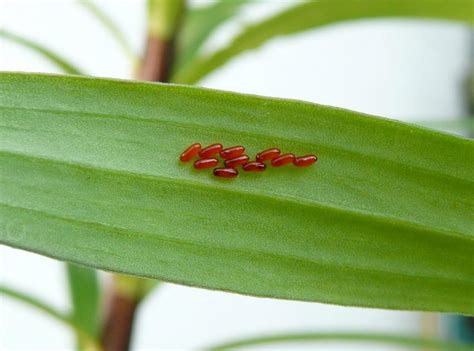 Lily beetle – Lilioceris lilii – Problems – Oak Leaf Gardening