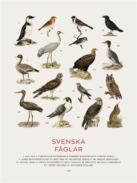 "Swedish Birds Educational Chart" Poster for Sale by Vintagrafica | Redbubble