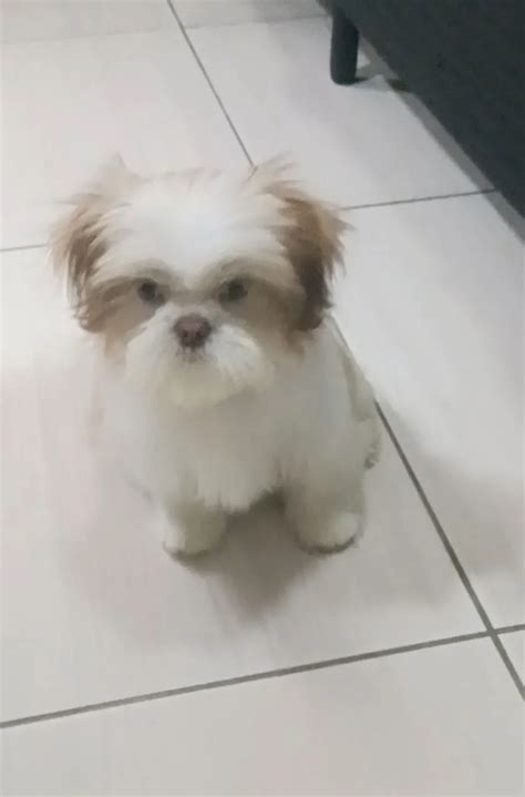 Shih Tzu Gigante - "filhotes de shih tzu" - Cachorros no Brasil