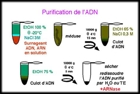 Extraction Et Purification Des Acides Nucl Iques Microbiologie Fr