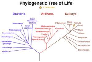 Phylogenetic Trees Mt Hood Community College Biology