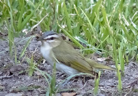 Red-eyed Vireo | BirdForum