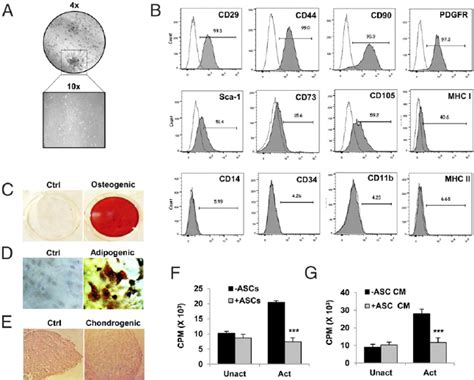 Culture Expanded Murine Ascs Exhibit Multilineage Differentiation And