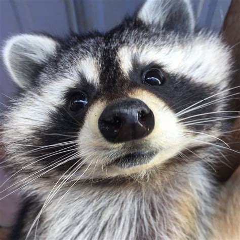 Pet Raccoon For Sale Oklahoma Bernarda Fortenberry