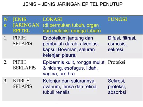 Epitel Kubus Selapis 4