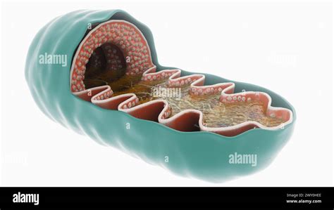 Mitochondrial Biogenesis Hi Res Stock Photography And Images Alamy