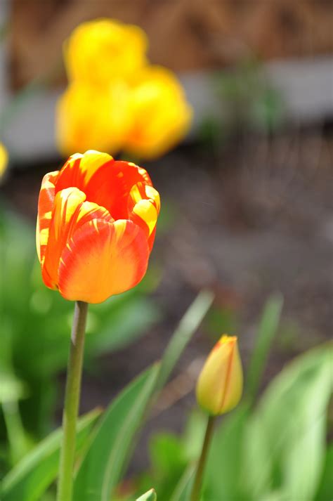 Bakgrundsbilder Kronblad Tulpan Botanik Gul Flora Vild Blomma