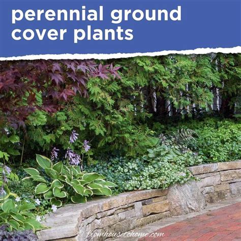 Ground Cover Plants For Shade (Perennials That Keep Weeds Down) - Gardening @ From House To Home ...