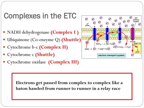 Ppt Electron Transport Chain Powerpoint Presentation Free Download Id3029427