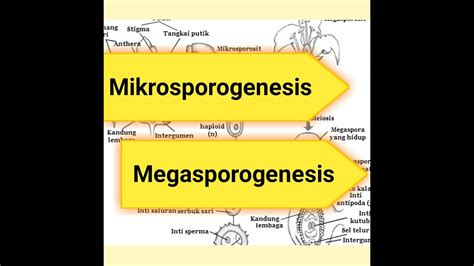 MIKROSPOROGENESIS DAN MEGASPOROGENESIS - YouTube