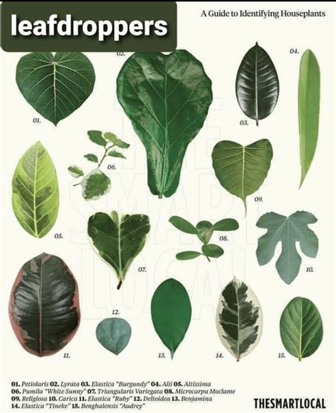 A helpful guide to identify houseplants I came across (10 pics) : r ...