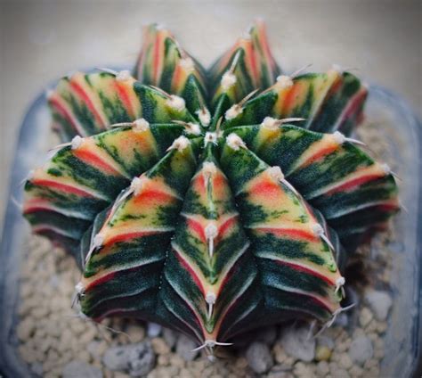 Gymnocalycium Plant Close Up