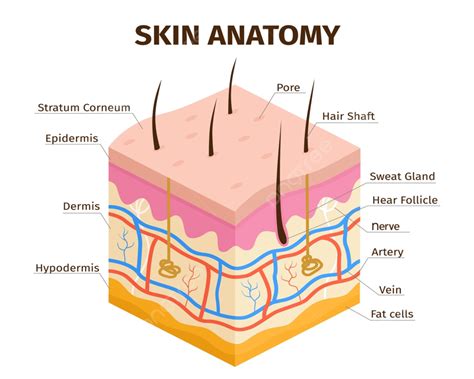 Human Skin Layers Anatomy, Hypodermis, Sample, Diagram PNG and Vector with Transparent ...