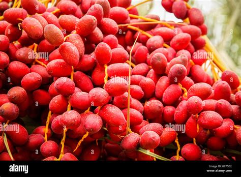 fresh red  stock photo alamy