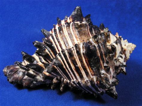 Black Murex Shell Hexaplex Nigritus Nigrite Murex