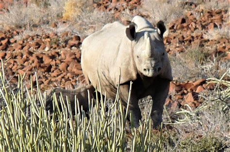 Poaching In Namibia Almost Doubles In 2022 Save The Rhino