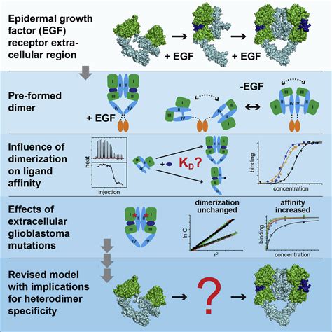 Complex Relationship Between Ligand Binding And Dimerization In The