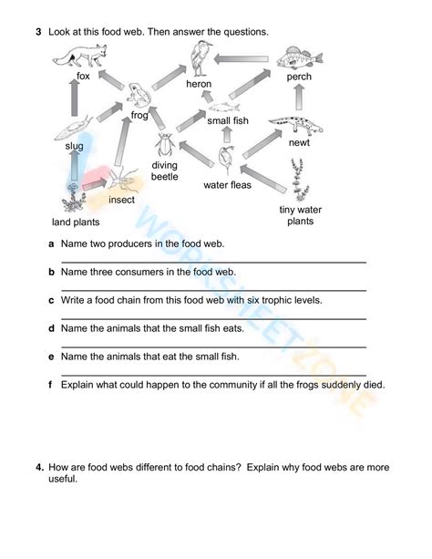 Free Food Webs And Food Chains Worksheet Collection