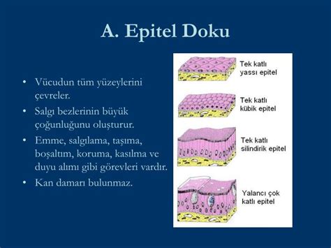 PPT DOKULAR PowerPoint Presentation ID 1298869