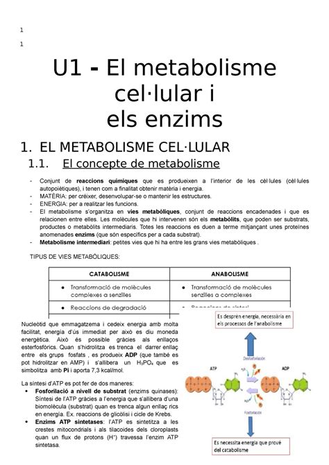 Metabolisme Apunts 1 1 1 U1 El Metabolisme Cellular I Els Enzims