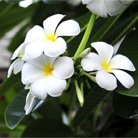 25 Types of Champa Flowers You Must Grow! • India Gardening