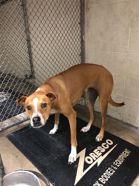 North Olmsted Police Department - Home | Facebook