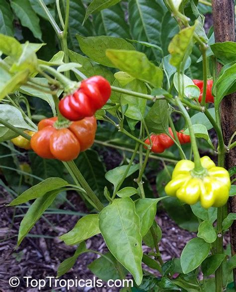 Capsicum baccatum - Alchetron, The Free Social Encyclopedia