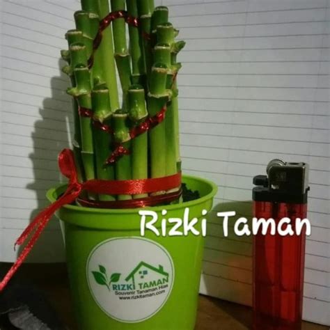 Jual Souvenir Tanaman Sri Rejeki Bambu Hoki Lucky Bamboo Kab Bogor