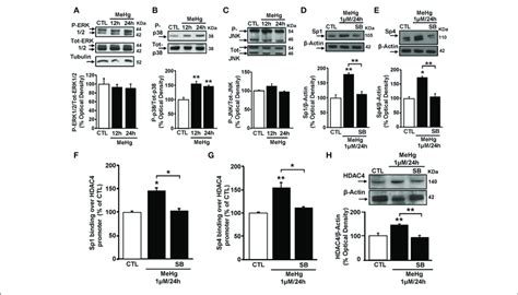 P38 Mapk Inhibitor Sb239063 Reverts Sp1 And Sp4 Protein Expression