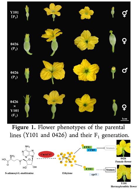 Novel Bisexual Flower Control Gene Regulates Se