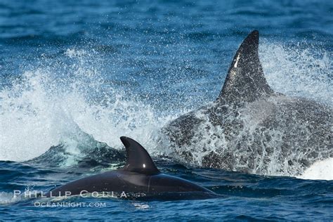 Killer Whales Biggs Transient Orcas Palos Verdes California