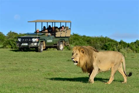 Shamwari Game Reserve Safaris - Tours, packages and lodging