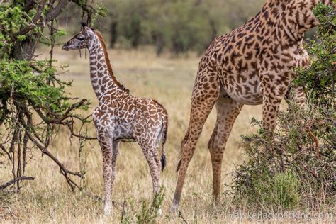 Serengeti Giraffes - HawkeBackpacking.com