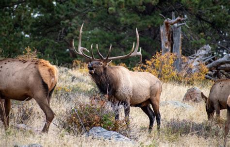 Embrace The Magic Of Fall Fly Fishing In Estes Park Colorado