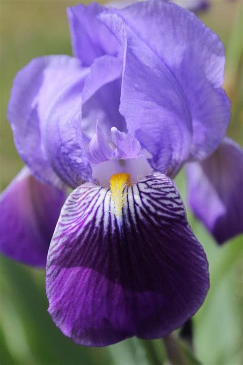 Bearded Iris, Iris Germanica in the Garden Stock Image - Image of focus ...