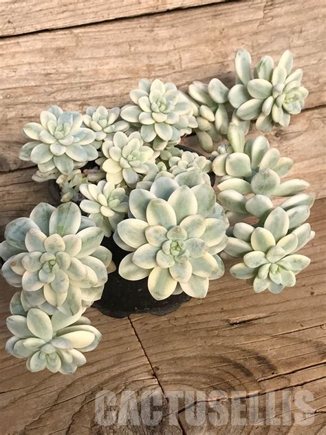 Shpr Sedum Clavatum F Variegata Cactus Online