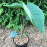 Colocasia bikini tini oreille d éléphant