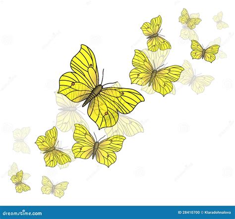 Set Of Yellow Butterflies Lycaenidae Isolated On White Background ...