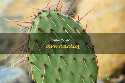 Exploring The Vibrant Colors Of Cacti | ShunCy