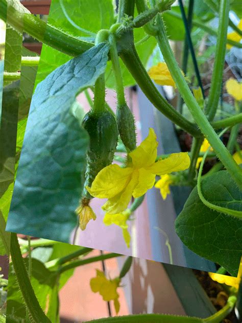 Gherkins Growing Rungy Chungy Cheese Bees