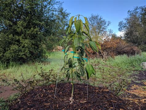 How To Make Avocado Tree Bear Fruit Faster Step By Step Guide