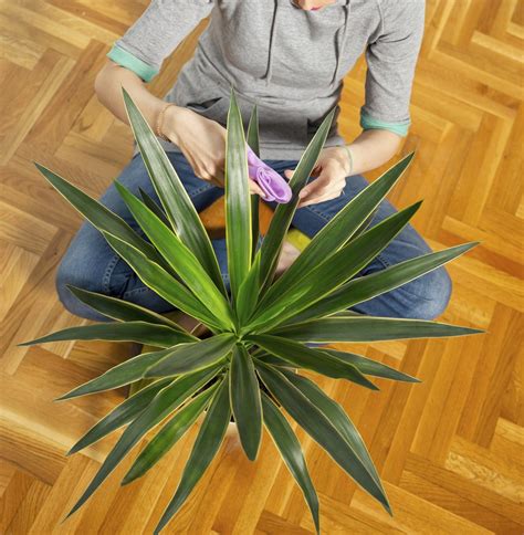 A Guide on How to Care for a Yucca Plant Indoors And Outdoors - Gardenerdy