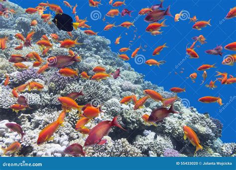 Korallenriff Mit Der Masse Von Fische Scalefin Anthias Unterwasser