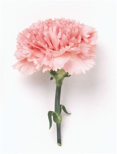 Pink Carnation Pink Color Photo 34691907 Fanpop